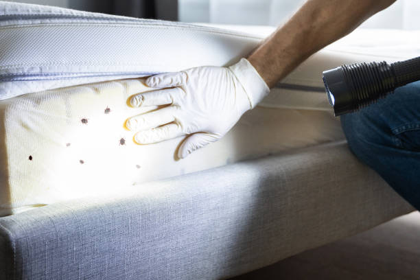 Best Pest Control Near Me in Carrizo Hill, TX