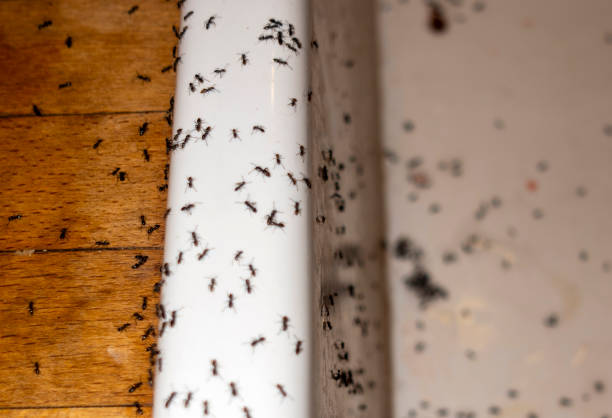 Best Termite Control Services  in Carrizo Hill, TX