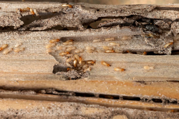 Best Wildlife Control Services  in Carrizo Hill, TX